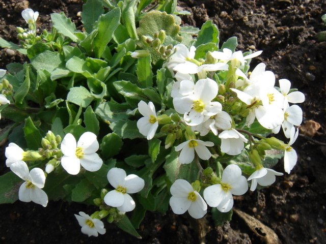 Arabis alpina 'Bonnet de Neige'2